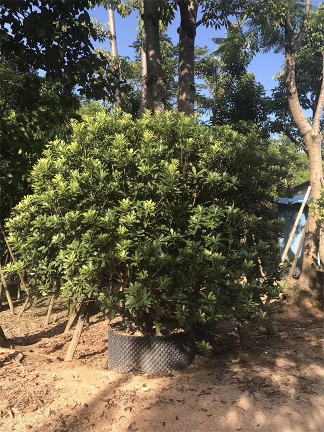 苗木銷(xiāo)售