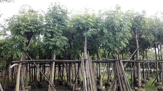 苗木銷(xiāo)售