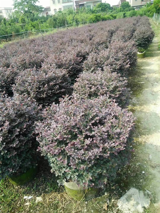 苗木銷(xiāo)售